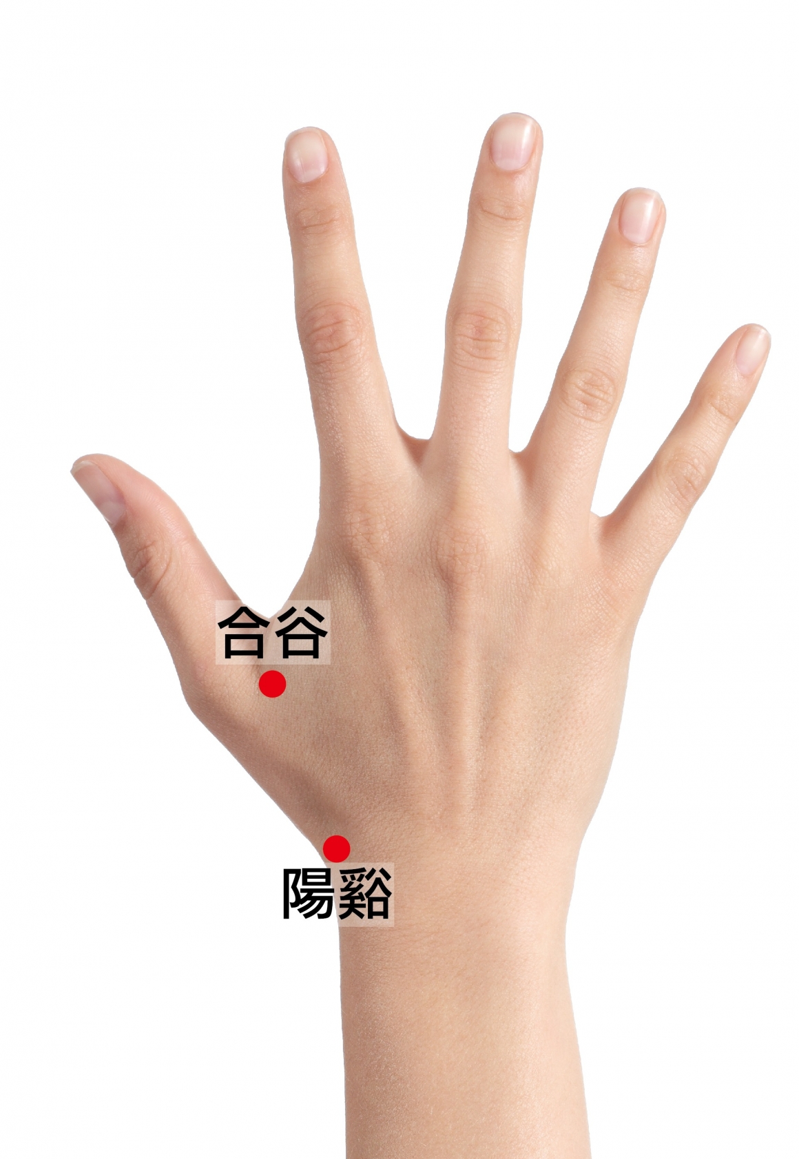 3-合谷陽谿 3-合谷陽谿